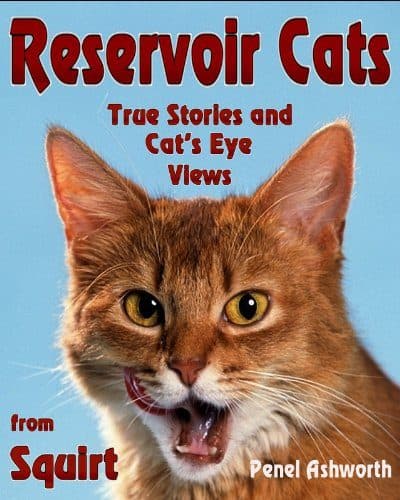 Cover for Reservoir Cats