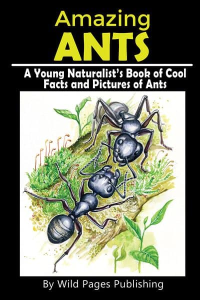 Cover for Amazing Ants