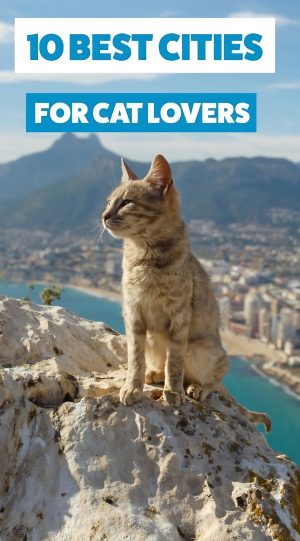 Cover for 10 Best Cities For Cat Lovers
